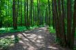 Green forest