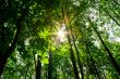 sunny forest