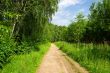 The road in the forest