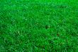Green lawn