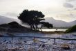 Lonely pine