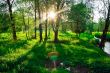 sunset in the forest
