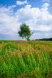 Lonely tree