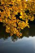 orange leaves