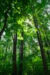 Green Forest