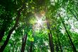 sun in the forest