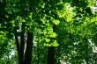 green maple forest