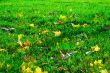 Fresh green lawn