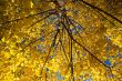 Golden Maple