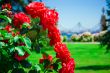Red Roses