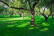 Apple garden