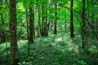 Green sunny forest