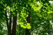 Green maple