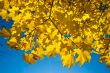 golden maple