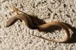 Skink Lizard