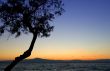 Tree silhouette against sunset