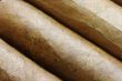 Cigars in a row close-up