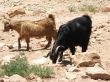 Goats in desert