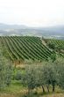 Vineyards and olive trees near Montalcino (Tuscany)
