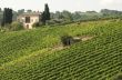 Vineyards of Montalcino