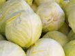 cabbage