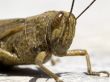 locust