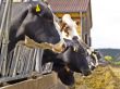 cows on a farm