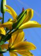 Yellow iris. Spring.