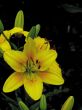Yellow iris. Spring.