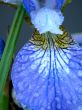 Dark blue iris. Summer.