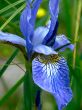 Dark blue iris. Summer.