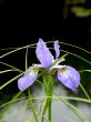 Dark blue iris. Summer.