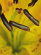 Yellow iris. Spring.