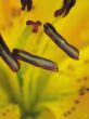 Yellow iris. Spring.
