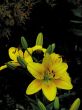 Yellow iris. Spring.