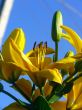 Yellow iris. Spring.