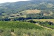 Chianti landscape near Radda, with vineyards and olive trees