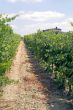 Tuscany - Chianti vineyards