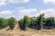 Tuscany - Chianti vineyards