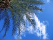 Palm branch
