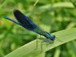 The blue dragonfly