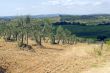 Chianti (Tuscany) - Vineyards  and olive trees at a summer after