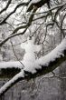 Small snowman in a winter wonderland