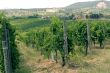 Tuscany - Chianti vineyards