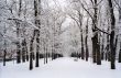 Snow covered trees of avenue