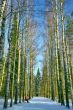 Winter birch alley