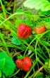 strawberry fruits