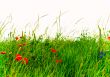 field