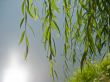 Weeping willow over the water