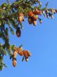 Cones